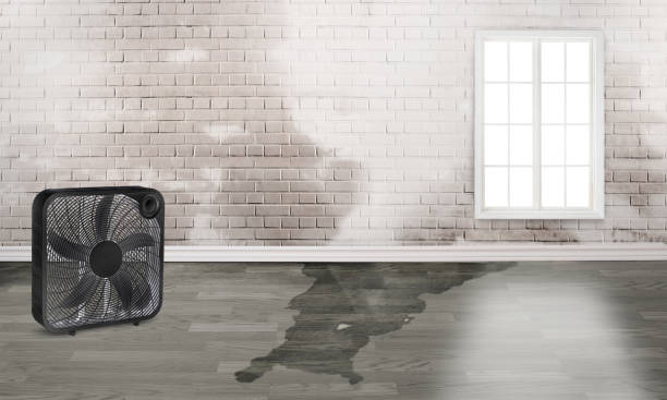 Best Basement water damage restoration  in Morristown, IN
